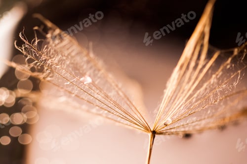 Preview: Macro, Abstract Composition With Colorful Water Drops On Dandelion Seeds