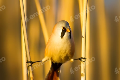 Preview: Bearded Funny Bird. Yellow Reeds Background.