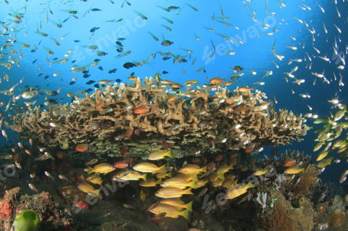 Preview: Healthy Coral Reef With Tropical Fish