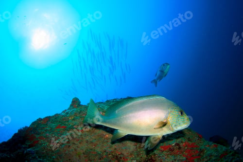 Preview: Fish Underwater On Ocean Coral Reef