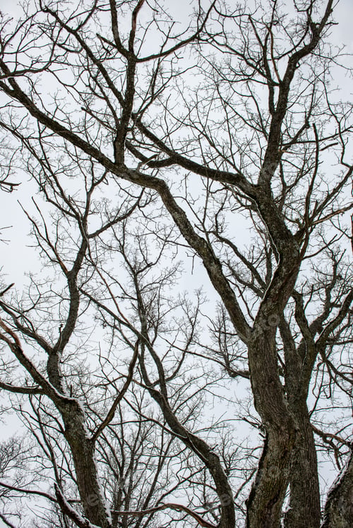 Preview: Tree Branches In Bushes In Winter Cold Weather On Blur Background. Abstract Isolation