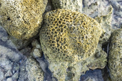 Preview: Mangroves And Beach At Jan Thiel - Views Around The Caribbean Island Of Curacao