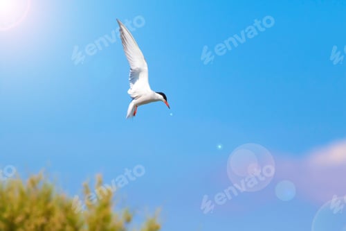 Preview: Flying Bird. Blue Sky Background. Artistic Bird Photography.