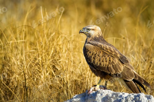 Preview: Bird Of Prey. Buzzard And Its Hunt Least Weasel. Yellow Nature Habitat Background. Bird: Long
