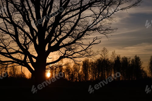 Preview: Large Oak Tree In Open Field In Sunset With Sun Behind It. Light Mist Forming In Fields, Tree With