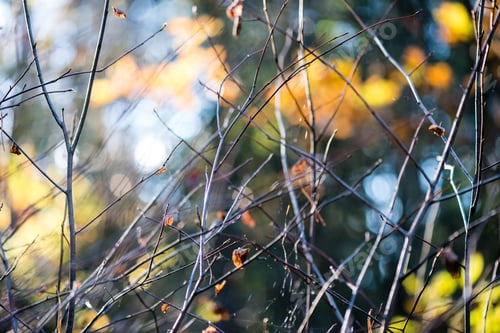 Preview: Autumn Colored Forest Leaves Against The Sun In Woods