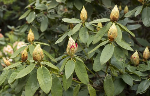 Preview: Rhododendron Bush