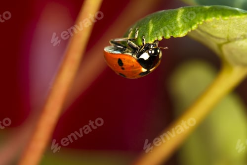 Preview: Cute Red Ladybird. Green Red Nature Background. Macro Photography.