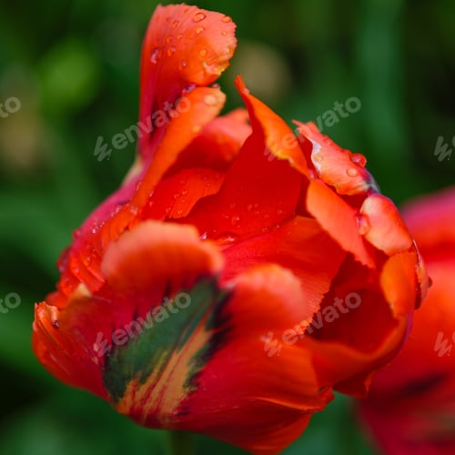 Preview: Red Flower Of Tulip Sort Parrot (Rococo). Hybrids Of Tulips - A Beautiful Spring Bulbs. Growing