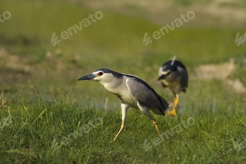 Preview: Night Heron. Green Nature Background. Bird: Black Crowned Night Heron. Nycticorax Nycticorax.