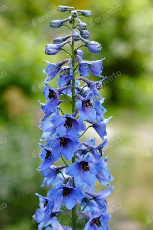 Preview: Blue Flowers Of Delphinium Elatum , Delphinium Flower In The Garden - Larkspur Flowers