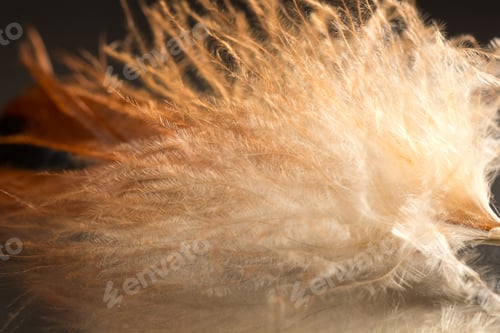 Preview: Colorful Rooster Feather With Details And Reflexions