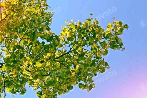 Preview: Sprig Of Flowering Linden Tree On The Background Of The Spring Landscape.