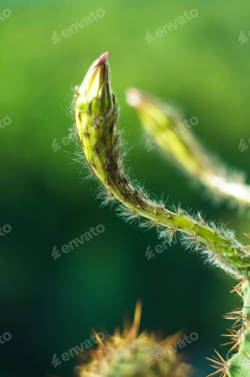 Preview: Cactus Echinopsis Tubiflora, Selective Focus, Close Up