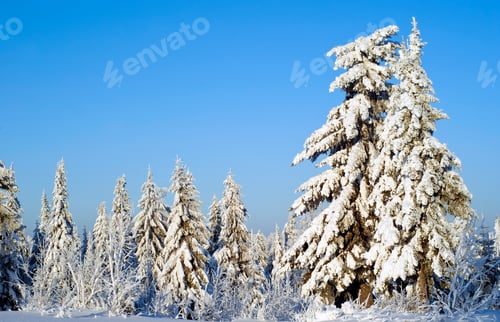 Preview: Winter Forest Landscape On A Clear Frosty Day: Fir Trees Covered With Dazzling Snow, Against A Blue