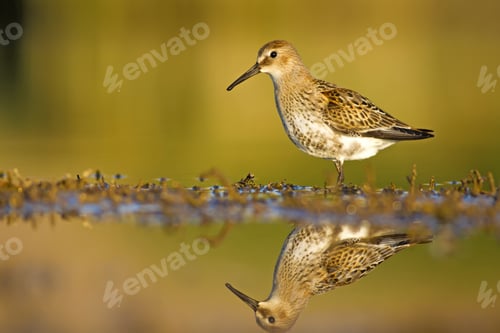 Preview: Nature Habitat And Water Bird. Feeding Bird. Green Yellow Nature Background. Common Water Bird