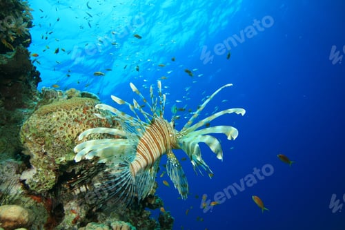 Preview: Lionfish On Coral Reef
