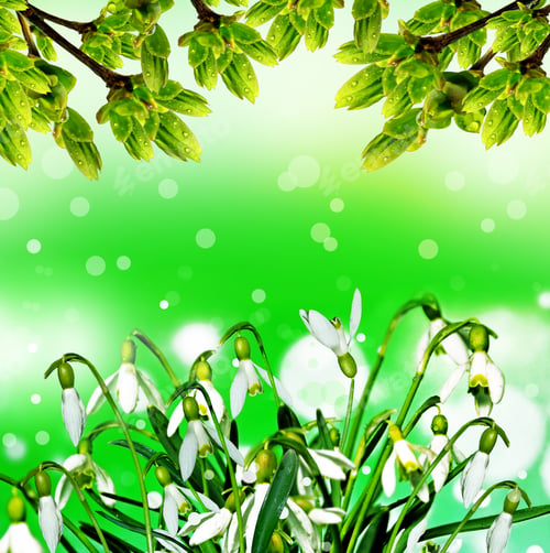 Preview: Bouquet Of Snowdrops