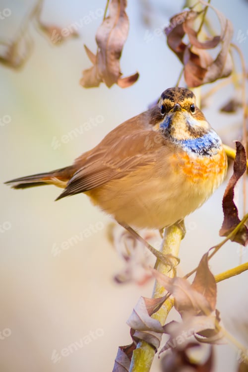 Preview: Cute Bird. Bluethroat / Luscinia Svecica