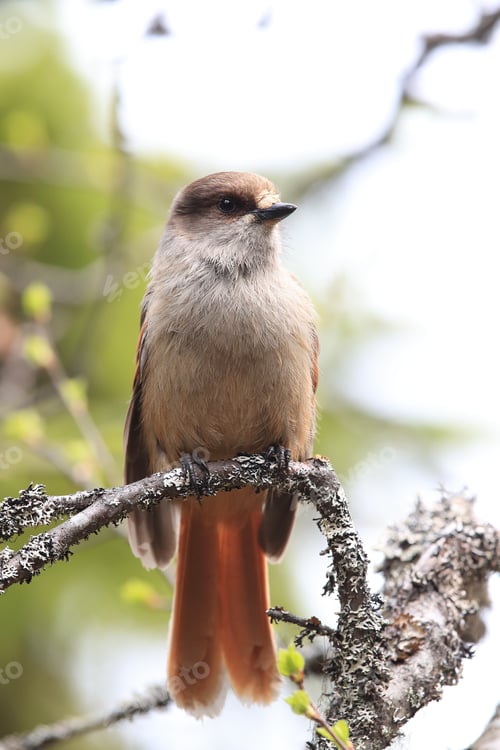 Preview: Siberian Jay Sweden