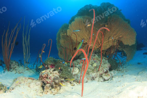 Preview: Coral Reef