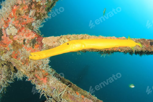 Preview: Yellow Trumpetfish On Underwater Shipwreck