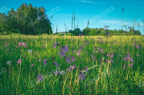 Preview: Sunny Meadow With Dandellions And Daisies In Summer At Countryside - Vintage Retro Look