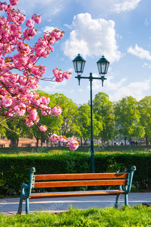 Preview: Bench On The Embankment Near The Lantern And Sakura Tree In Blossom. Wonderful Springtime Scenery