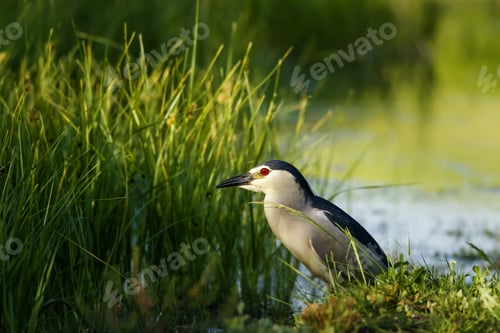Preview: Nature And Bird. Heron: Black Crowned Night Heron. Green Nature Background.