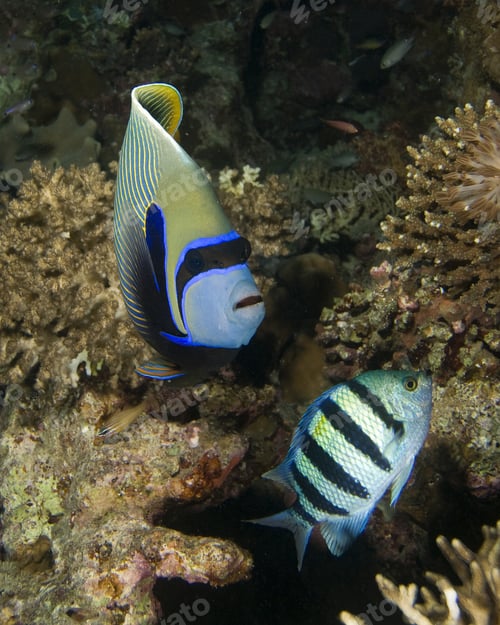 Preview: Emperor Angelfish And Sergeant Major Fish
