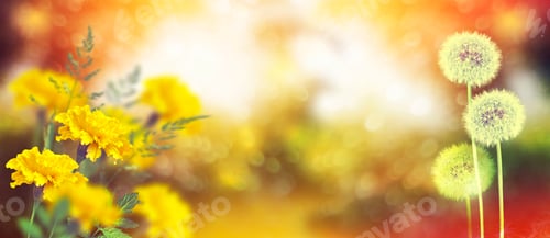 Preview: Fluffy Dandelion Flower Against The Background Of The Summer Landscape. Marigold