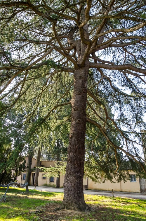 Preview: High Larch In The Boboli Gardens, Florence, March 2018