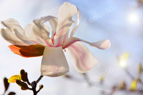 Preview: Star Magnolia (Magnolia Stellata)