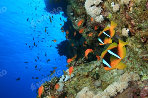 Preview: Two Anemonefish (Amphiprion Bicinctus)