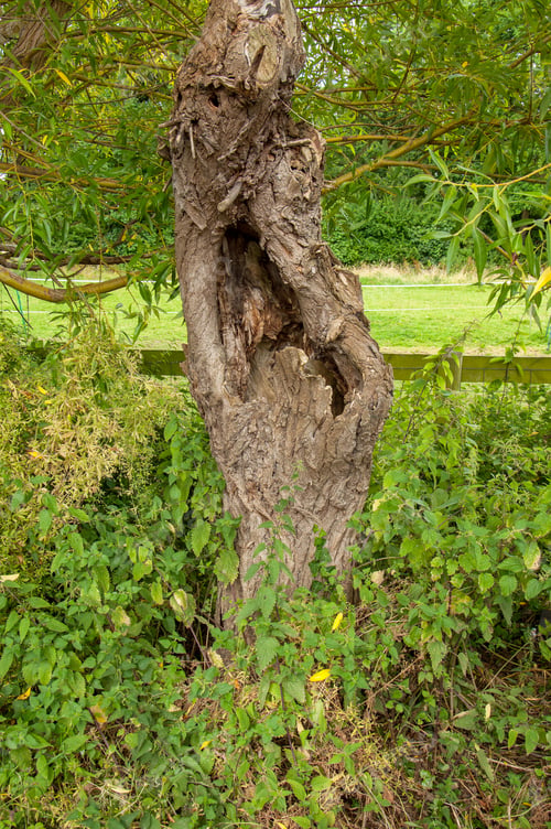 Preview: Old Tree Trunk
