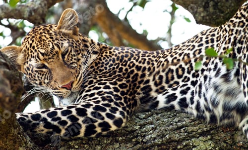 Preview: Wild Leopard Lying In Wait Atop A Tree In Masai Mara, Kenya, Africa