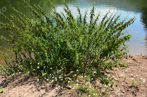 Preview: Clump Of Stinging Nettle Growing By The Lake