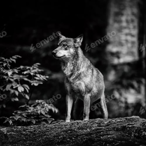 Preview: Wolves In The Bavarian Forest National Park, Bavaria, Germany