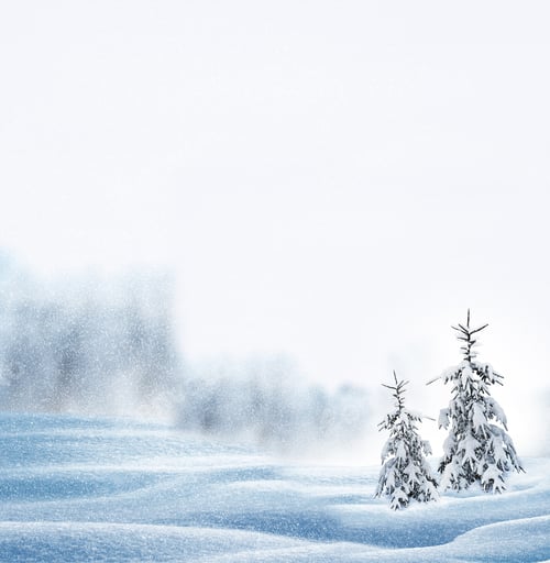 Preview: Forest In The Frost. Winter Landscape. Snow Covered Trees.