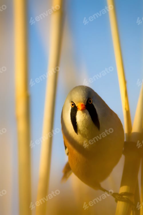 Preview: Funny, Bearded Bird. Nature Background.