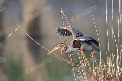 Preview: Purple Heron (Ardea Purpurea), Baden-Württemberg, Germany