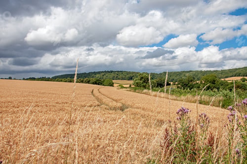 Preview: Wheat Fields In The Summertime In The England Countryside.