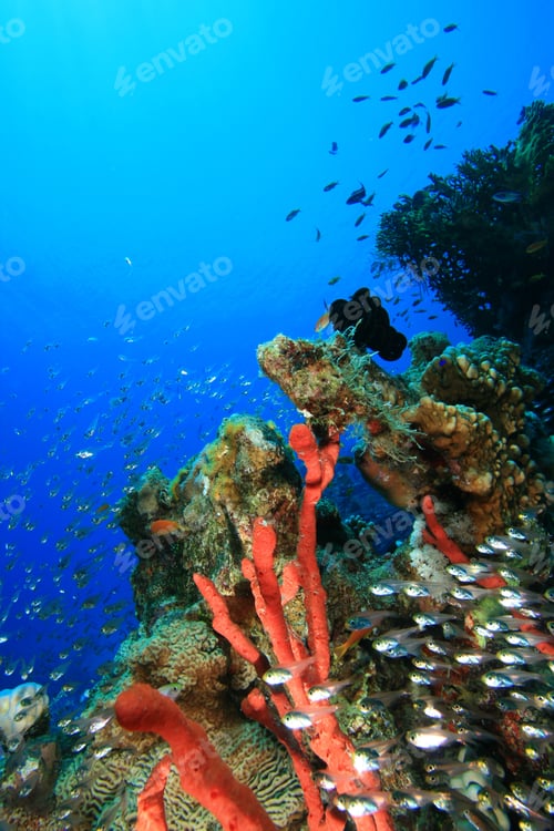Preview: Finger Sponge And Glassfish