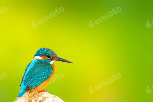 Preview: Cute Colorful Bird Kingfisher. Isolated Bird. Green Natural Background.