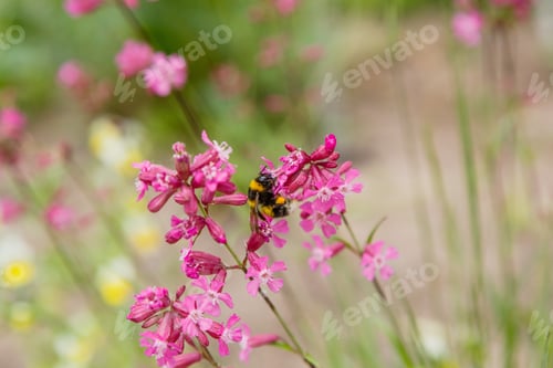 Preview: Delicate Pastel Summer Background With Flowers And Bumblebee. Blossoming Sticky Catchfly