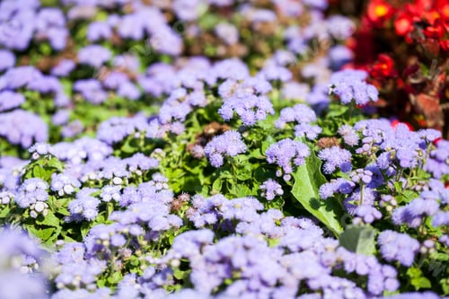 Preview: Ageratum Houstonianum Blue, Plant With Flowers In Botanical Garden