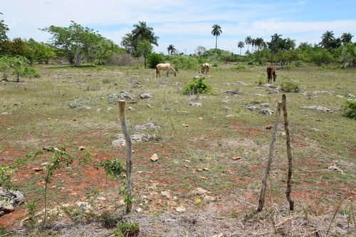 Preview: Dry And Stony Pasture In Cuba