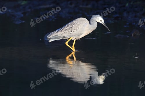 Preview: White-Faced Heron (Egretta Novaehollandiae) Queensland, Australia