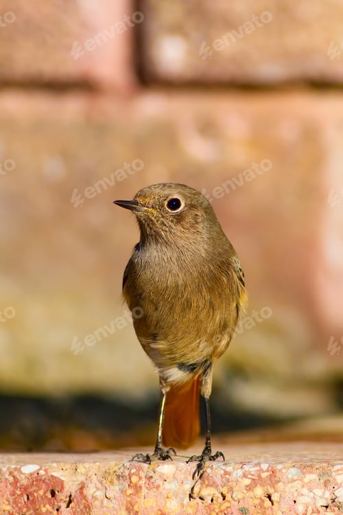Preview: Cute Little Bird. Natural Background. Redstart