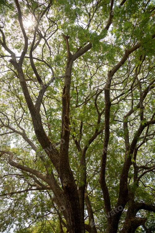 Preview: Tree Roots, Sukhothai Historical Park, Thailand. Trees In The Sukhothai Historical Park, Thailand.